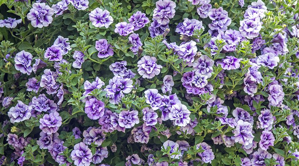 Petunia Priscilla